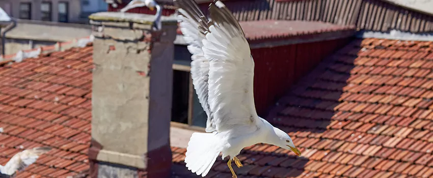 Residential Chimney Animal Removal Solution in Fort Hood, TX